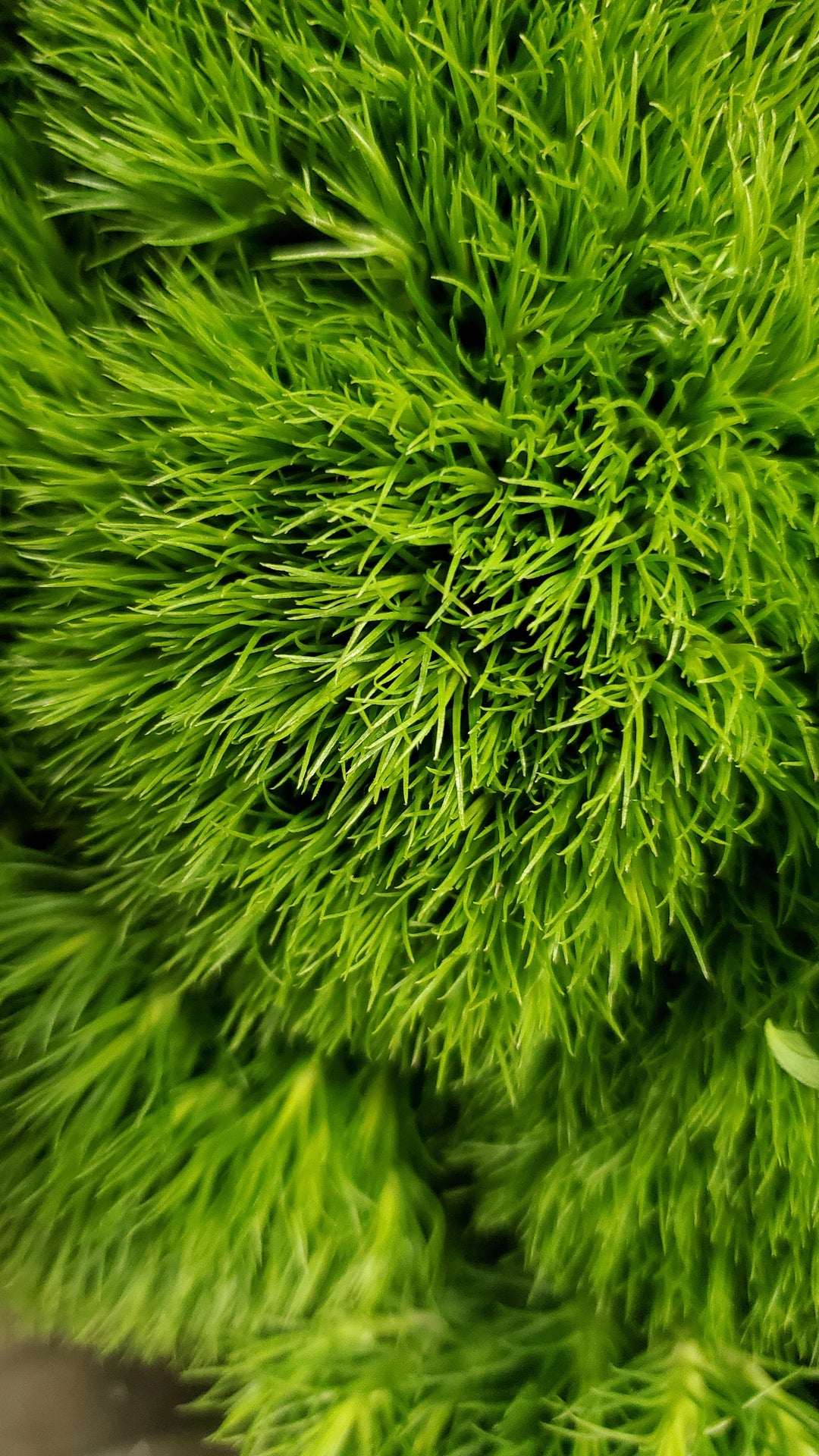 FlowerWorks Heidelberg