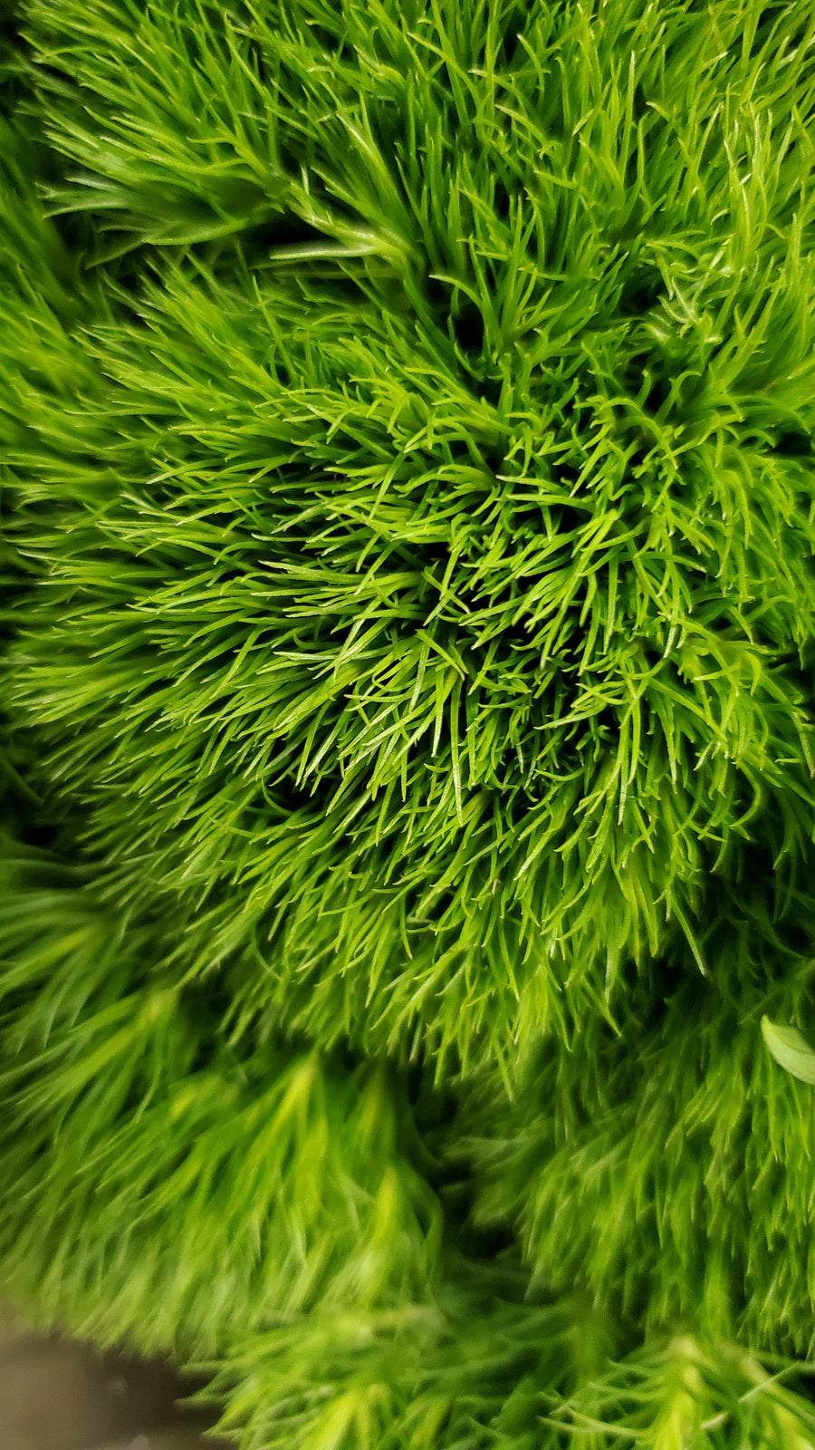 FlowerWorks Heidelberg