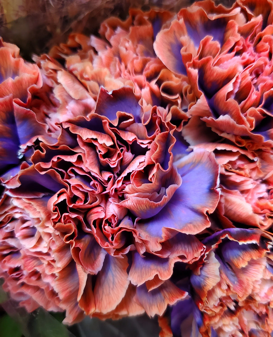 Blumen in Heidelberg