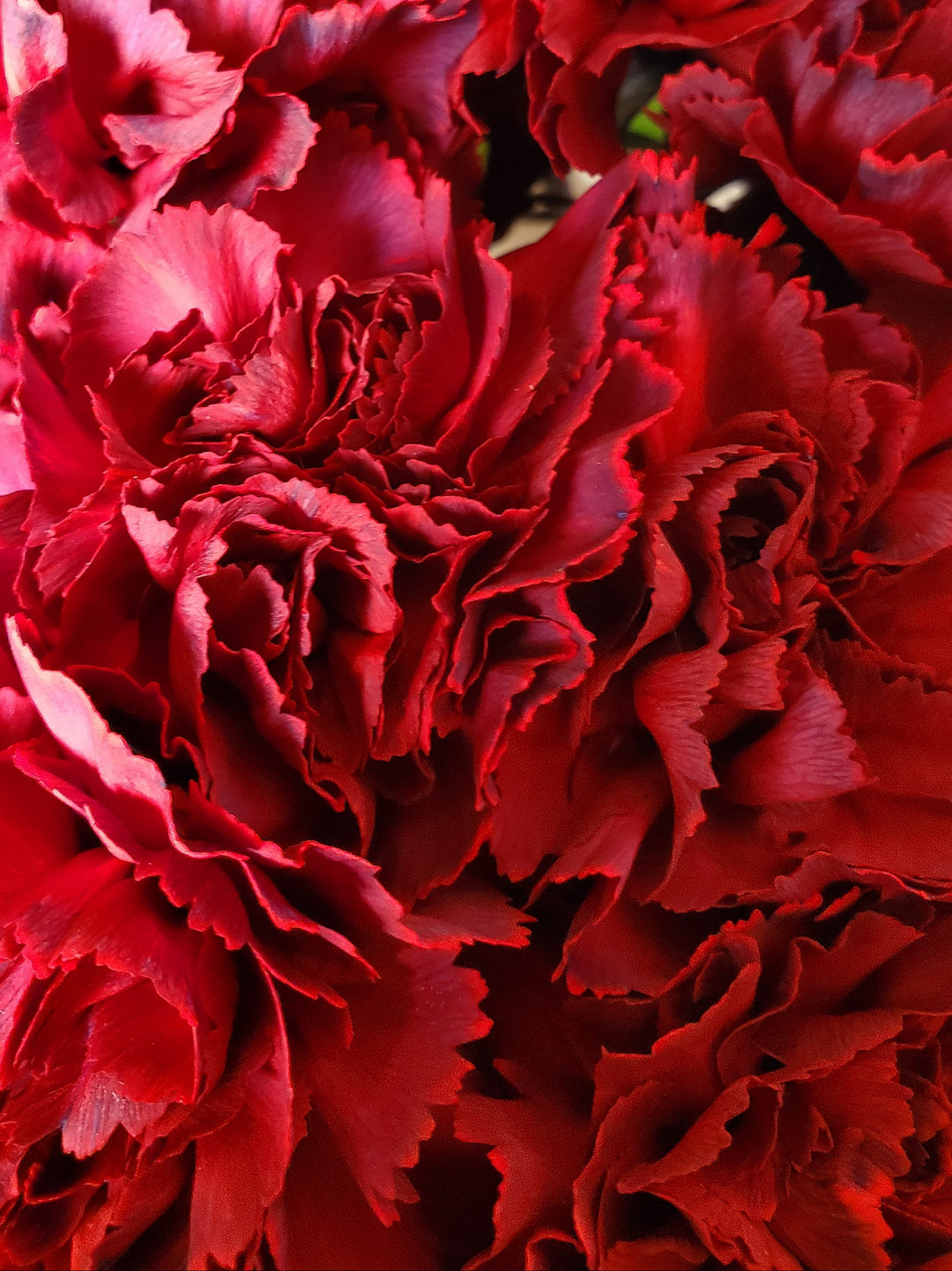 Blumen in Heidelberg