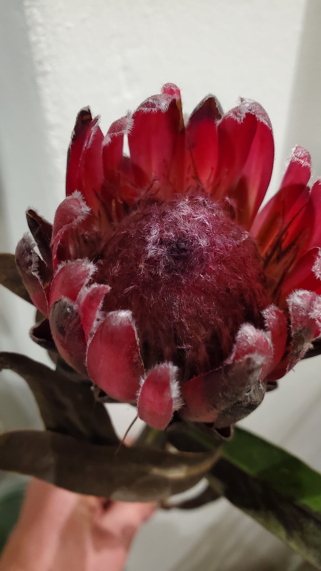 FlowerWorks Heidelberg