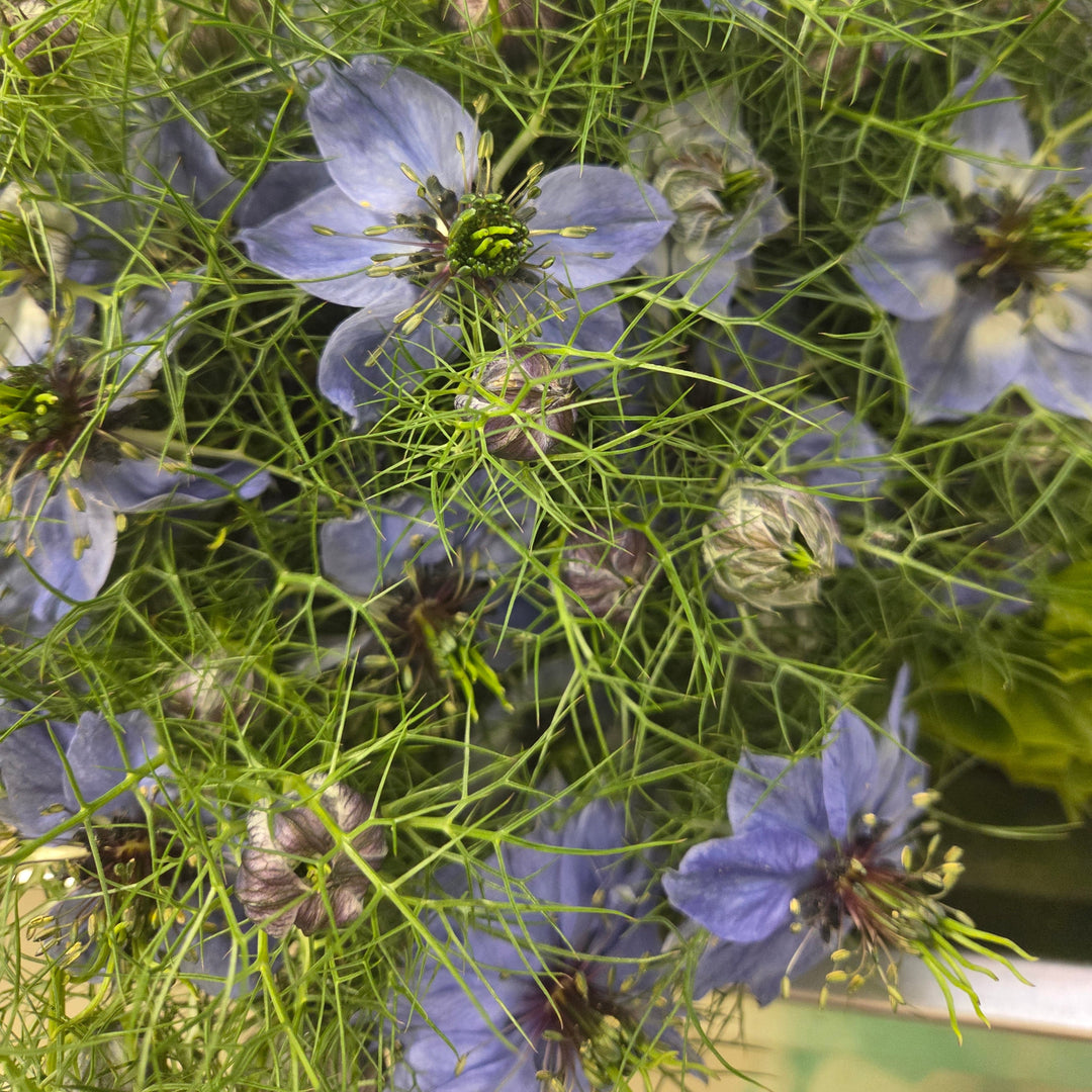 Blumenladen in Heidelberg