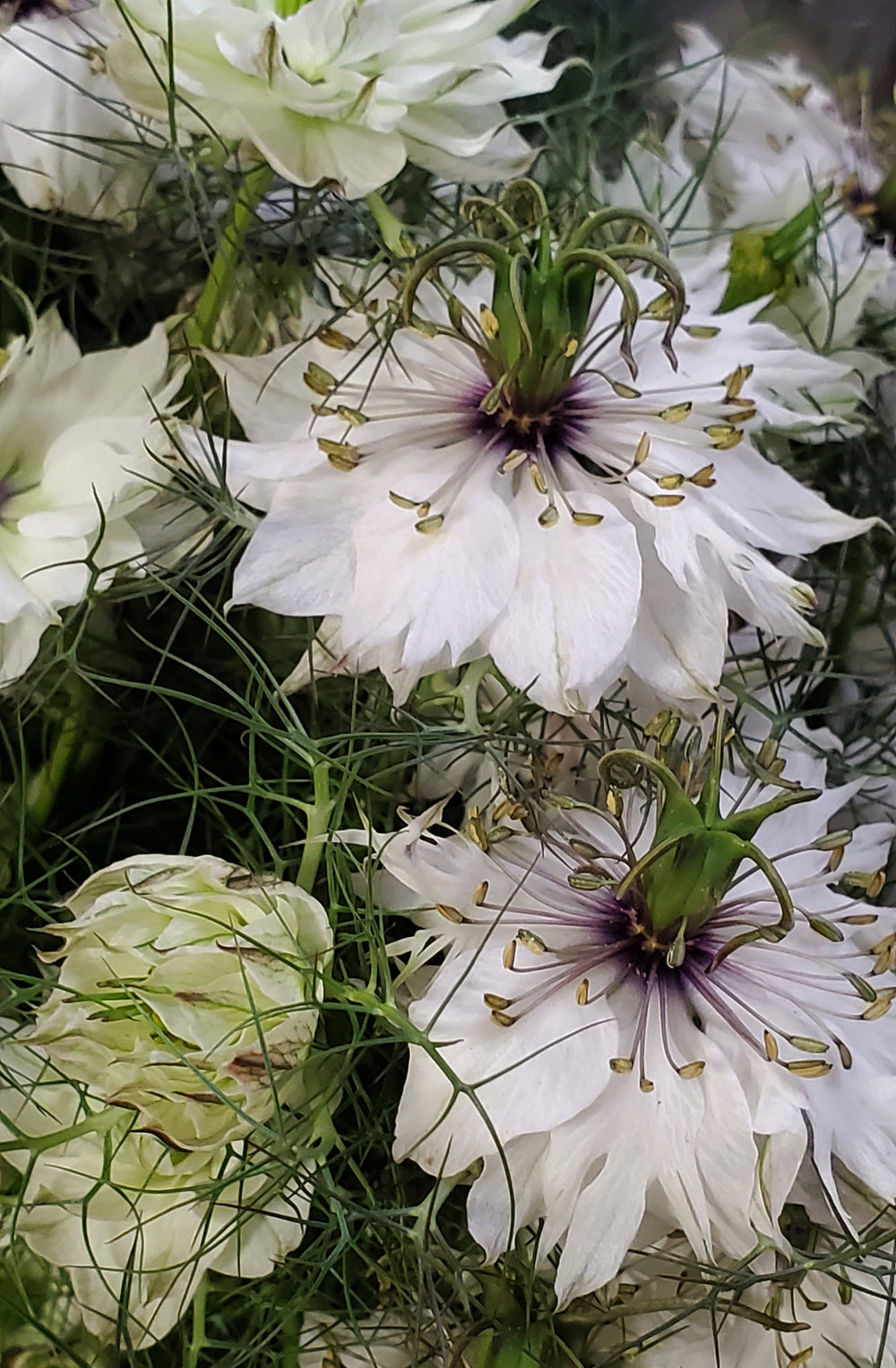 Blumenladen in Heidelberg