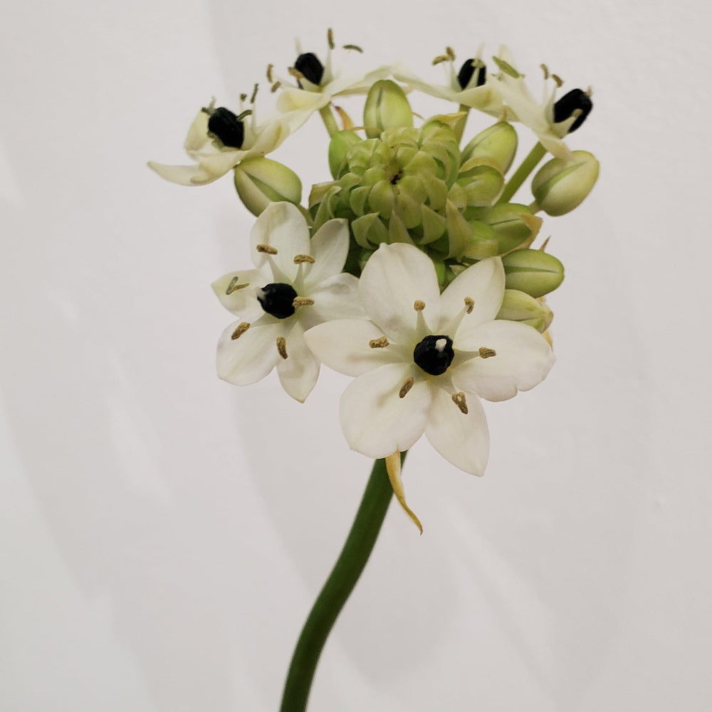 FlowerWorks Heidelberg