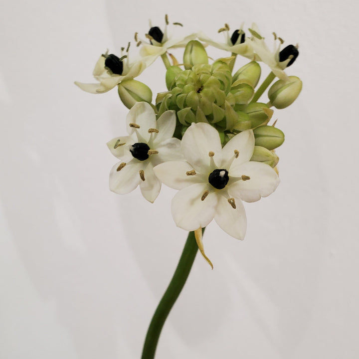 FlowerWorks Heidelberg