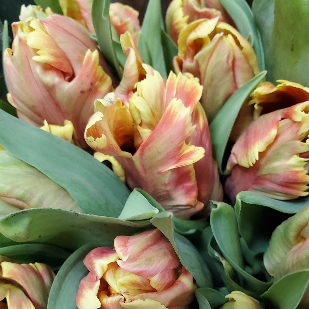 FlowerWorks Heidelberg