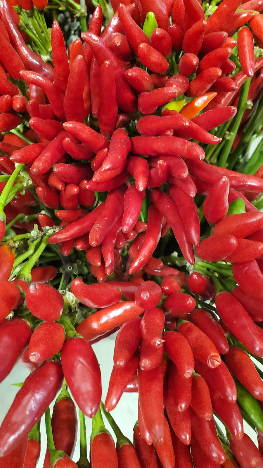 FlowerWorks Heidelberg