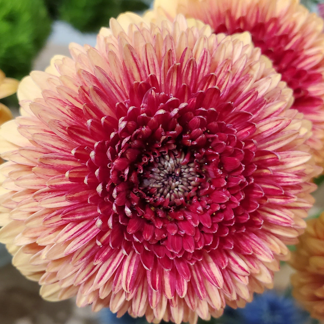 Blumen