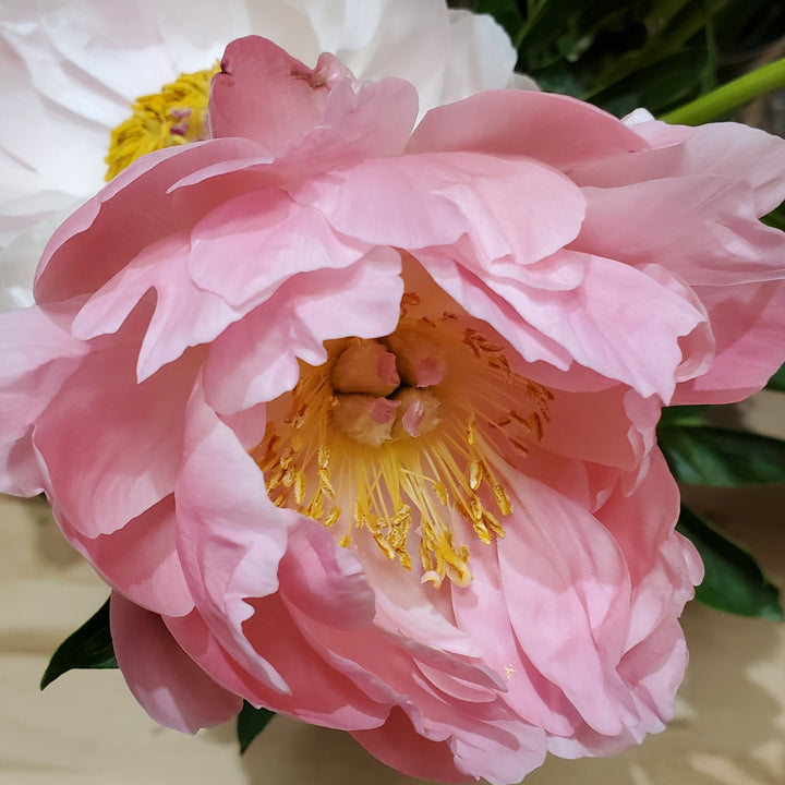 Blumen in  Heidelberg