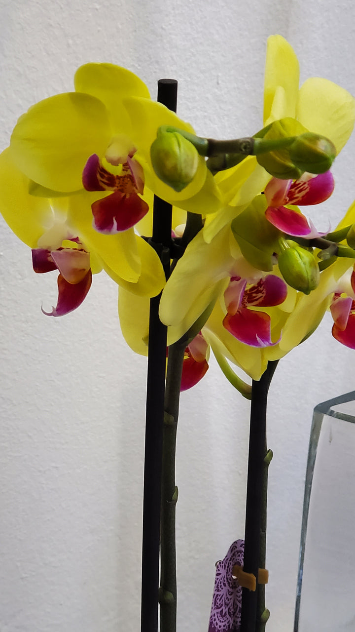 FlowerWorks Heidelberg