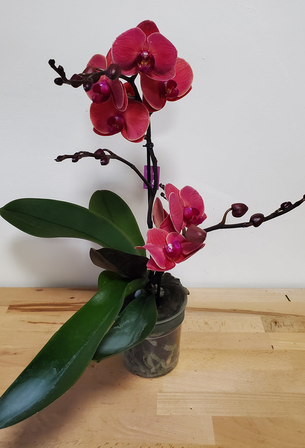 FlowerWorks Heidelberg