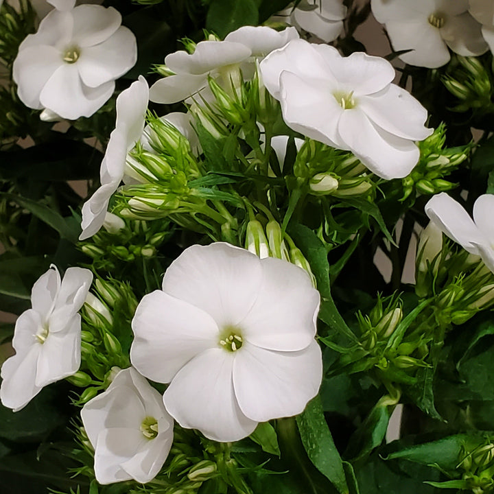 Blumen in  Heidelberg