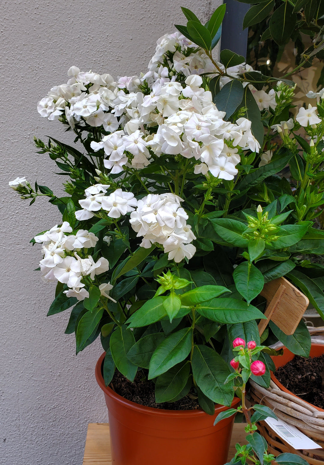 Blumenladen in Heidelberg