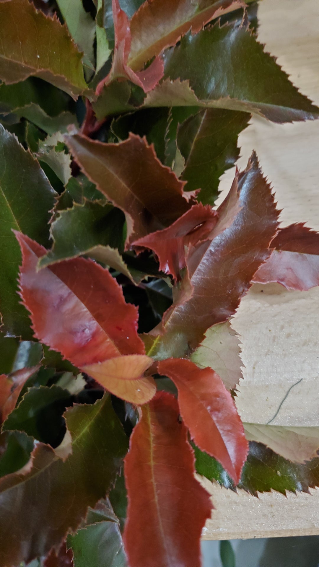 FlowerWorks Heidelberg