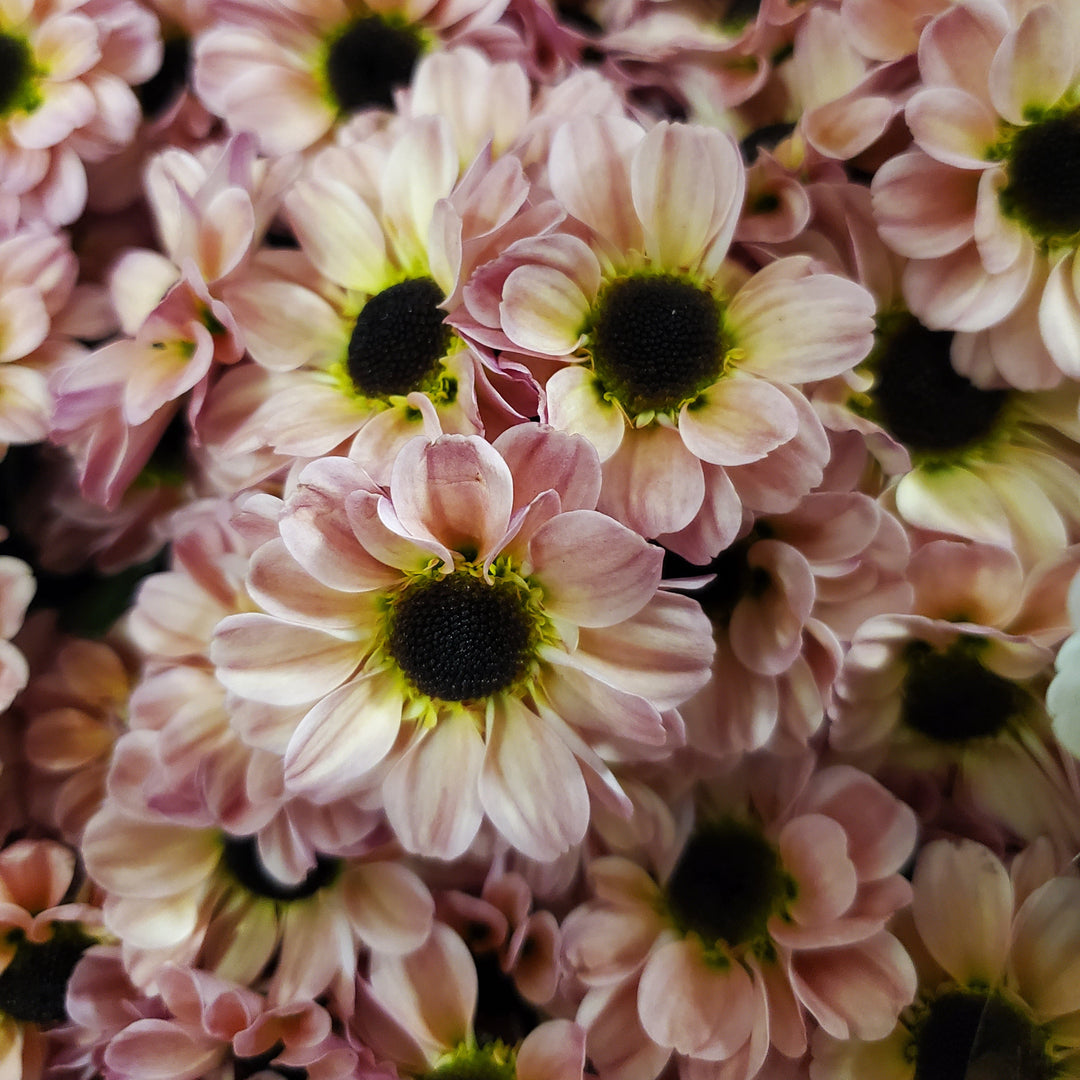 FlowerWorks Heidelberg