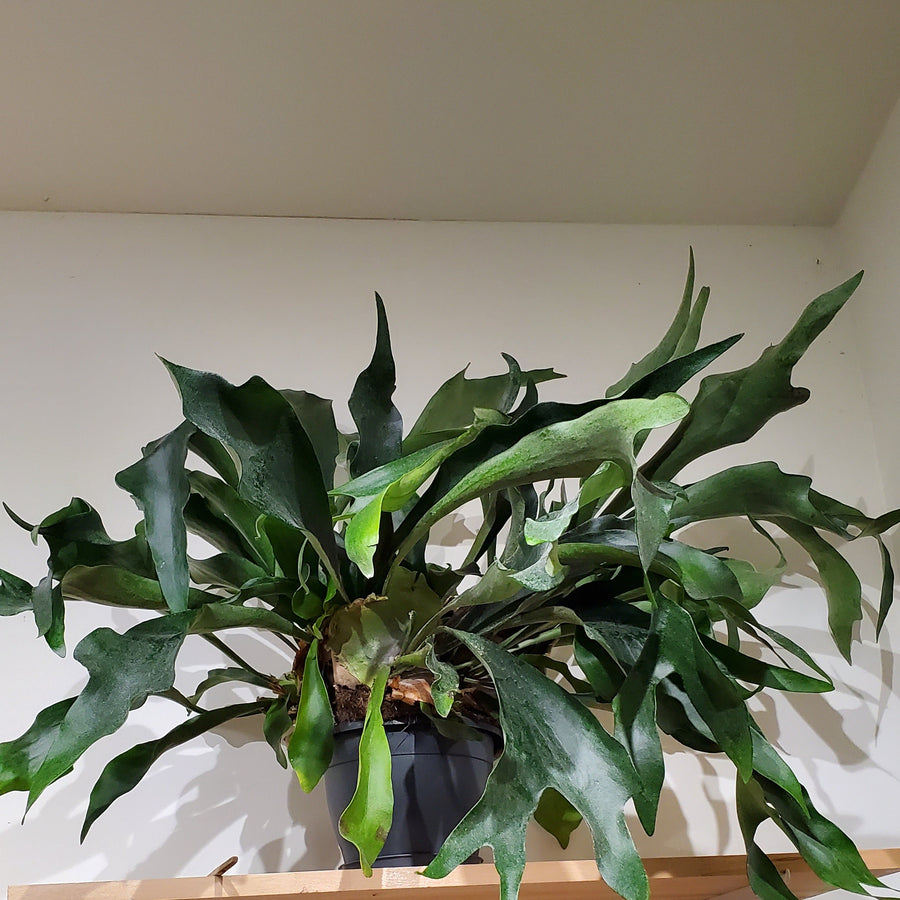 FlowerWorks Heidelberg