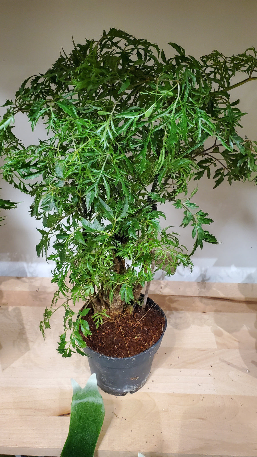 FlowerWorks Heidelberg