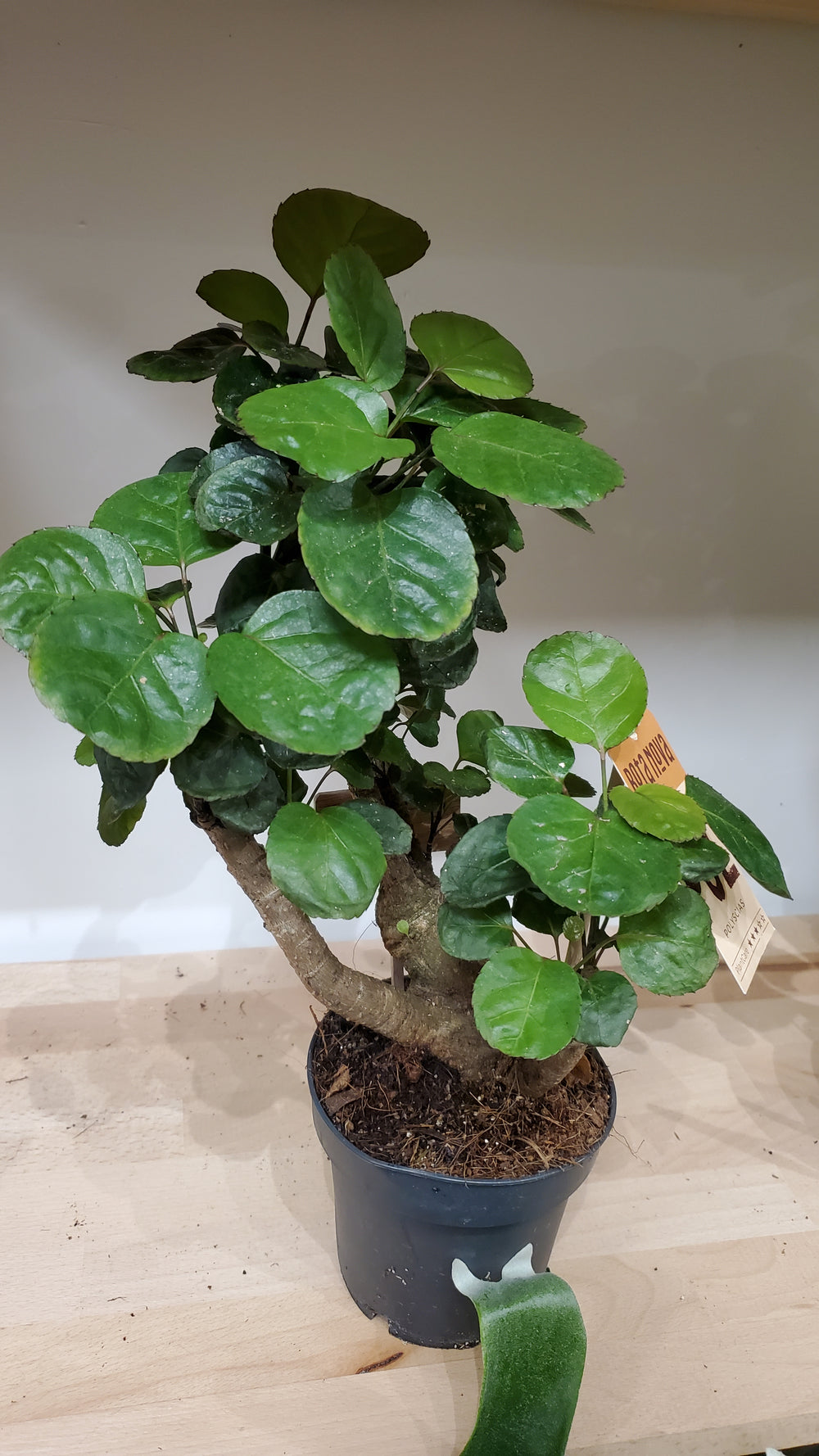 FlowerWorks Heidelberg