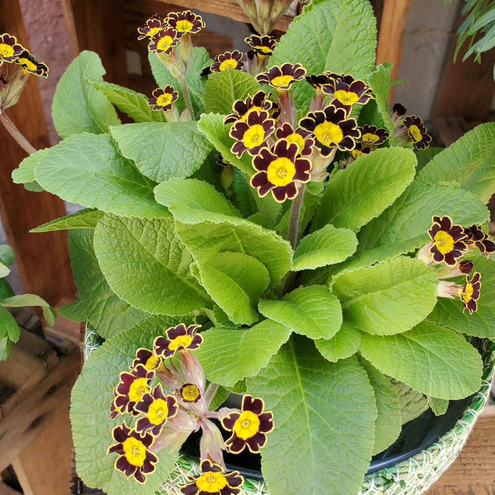 FlowerWorks Heidelberg