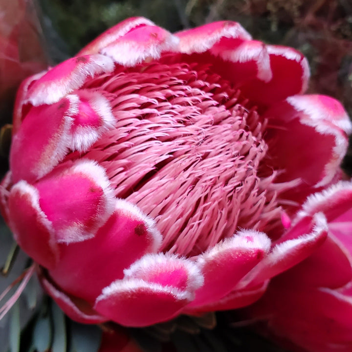 Blumen in Heidelberg