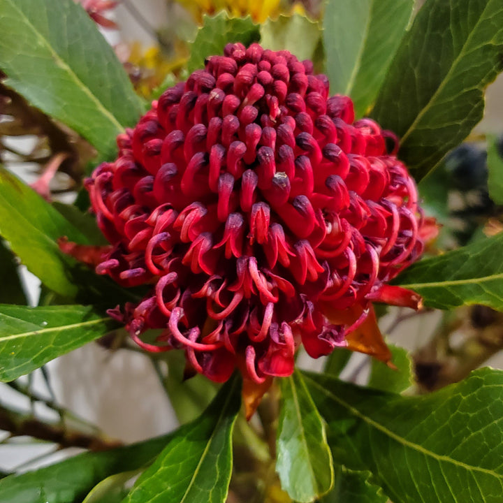 FlowerWorks Heidelberg