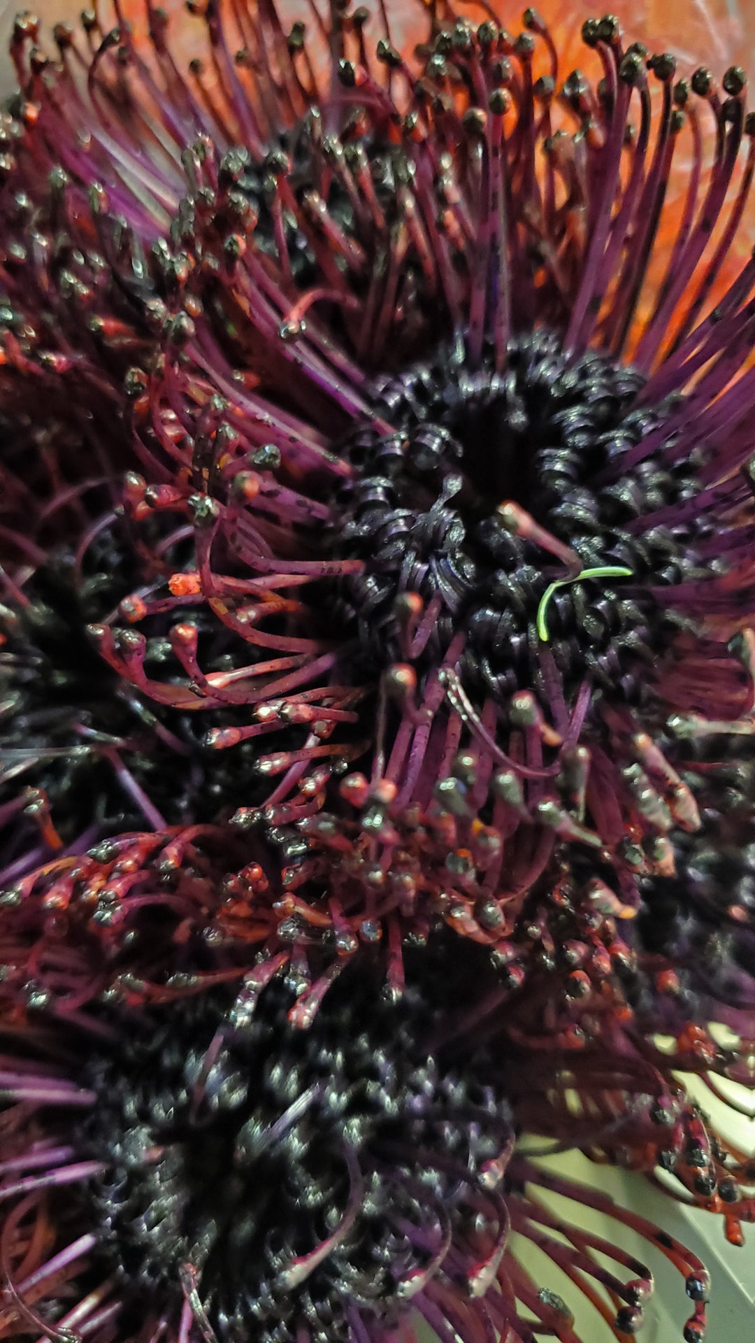 FlowerWorks Heidelberg