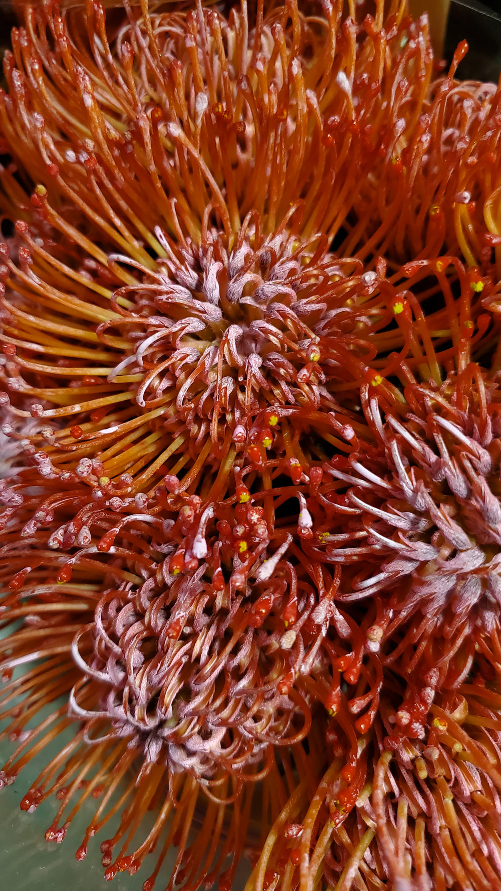 FlowerWorks Heidelberg