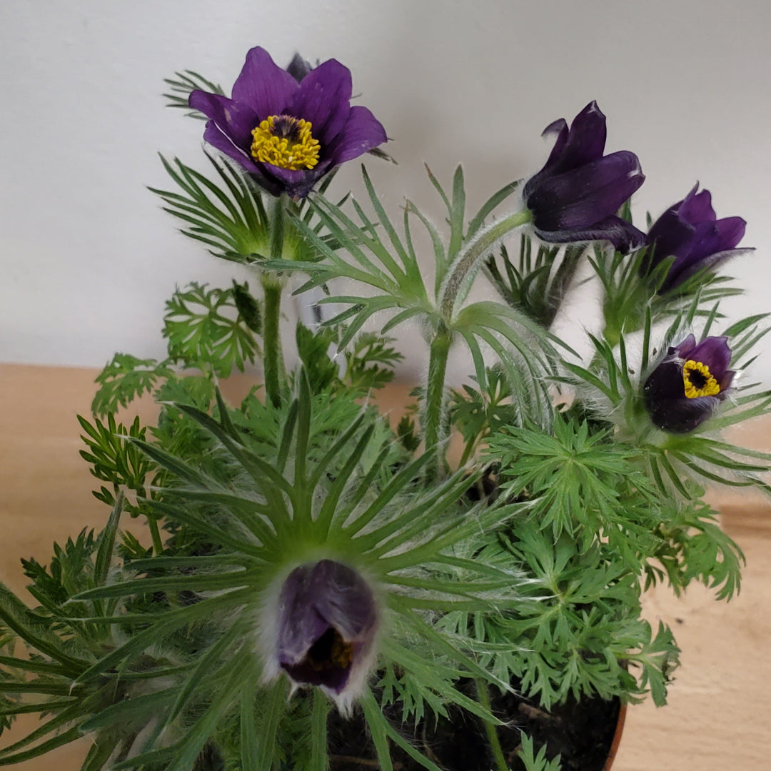 FlowerWorks Heidelberg