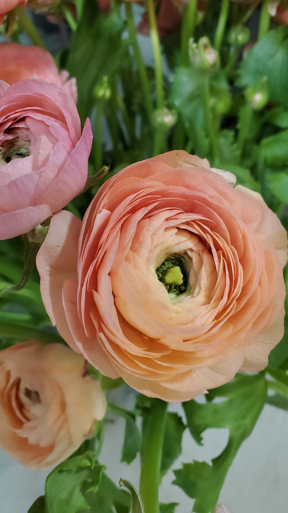 FlowerWorks Heidelberg