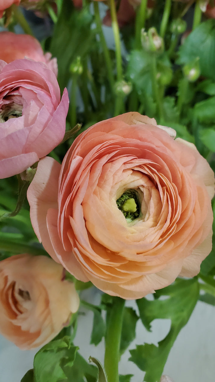 FlowerWorks Heidelberg