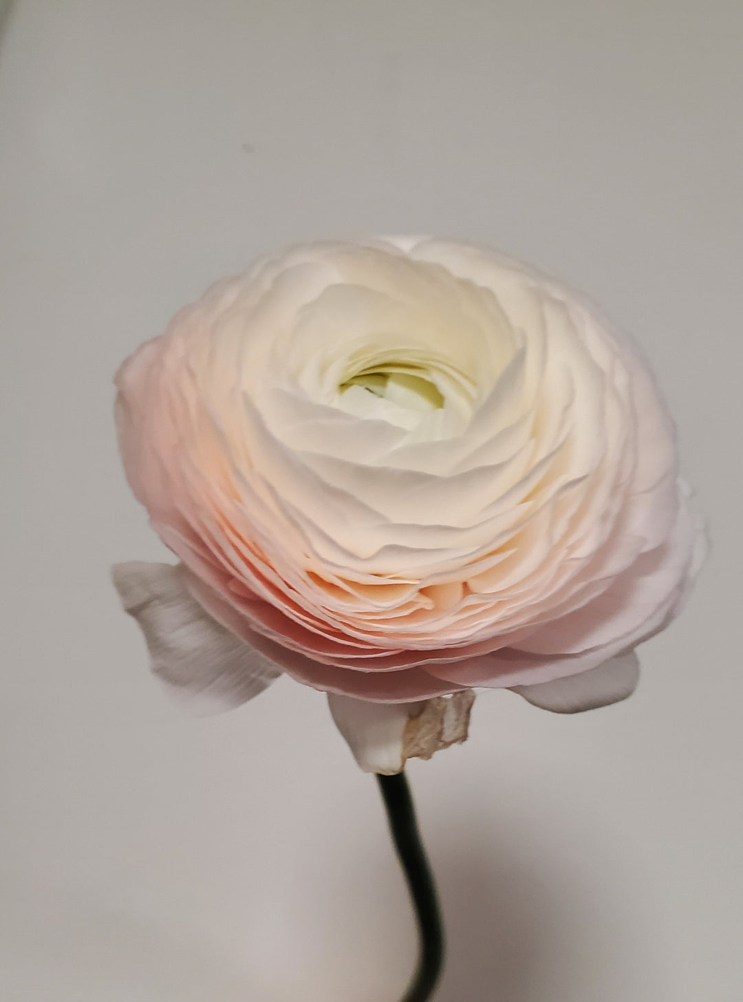 FlowerWorks Heidelberg