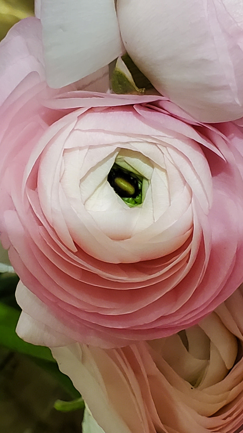 FlowerWorks Heidelberg