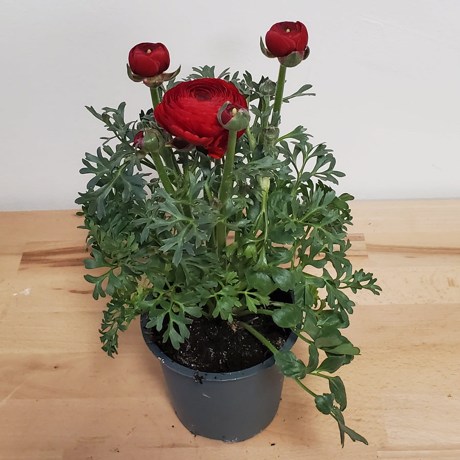 FlowerWorks Heidelberg