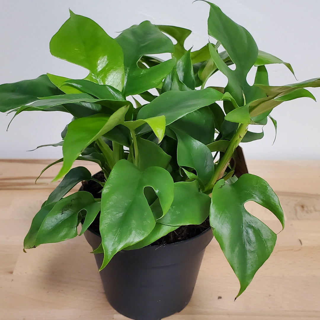 FlowerWorks Heidelberg