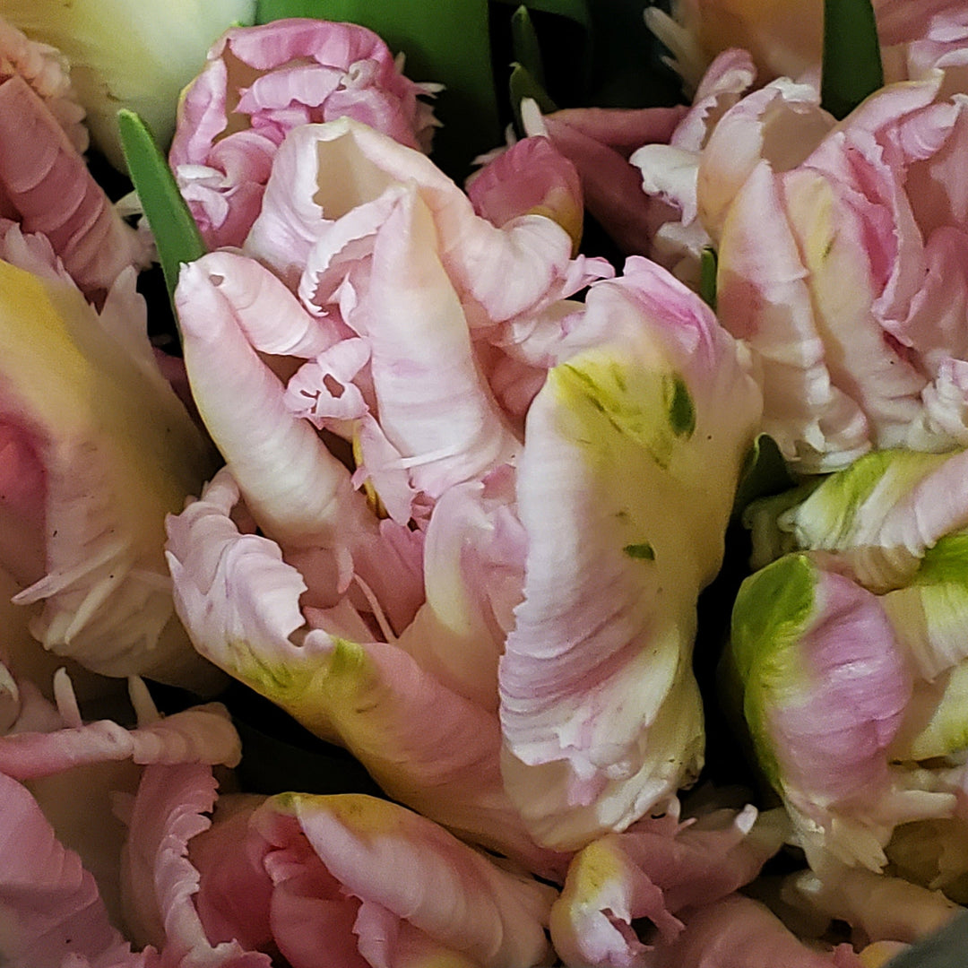 FlowerWorks Heidelberg