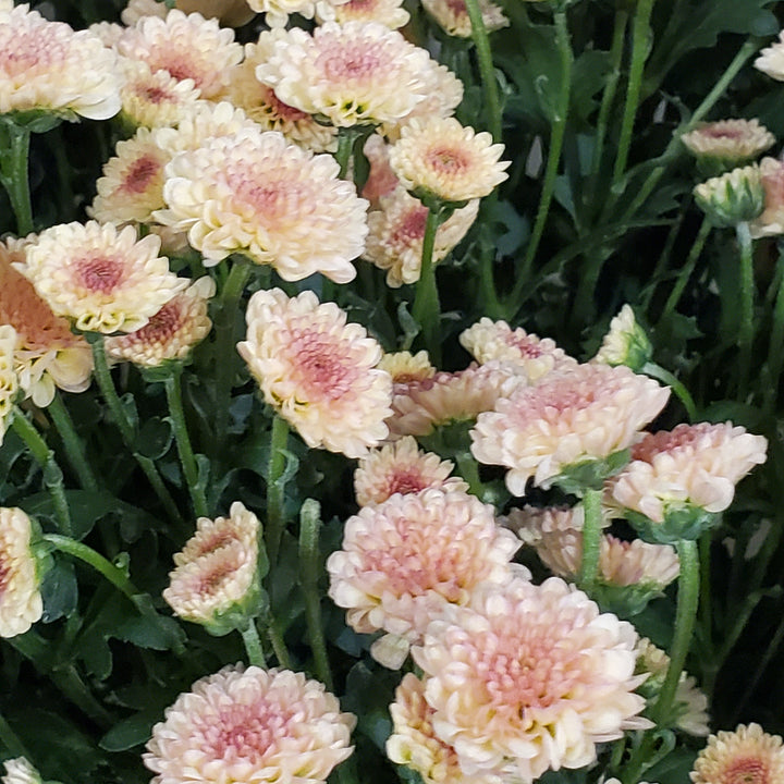 FlowerWorks Heidelberg