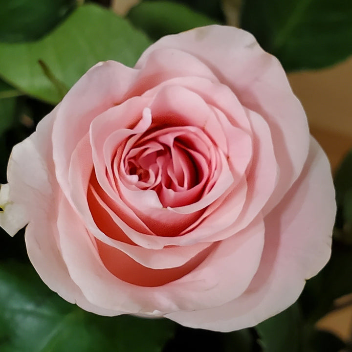 FlowerWorks Heidelberg