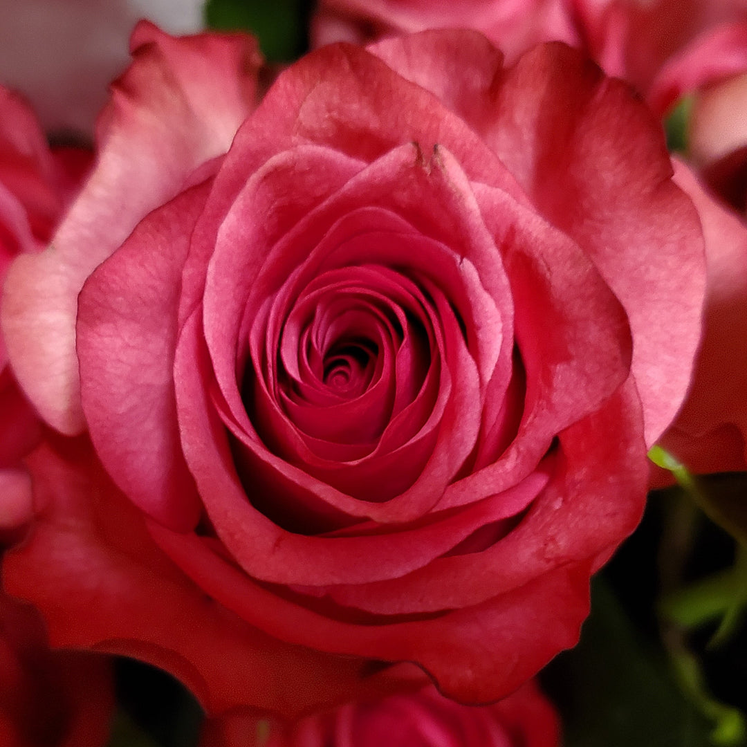 FlowerWorks Heidelberg