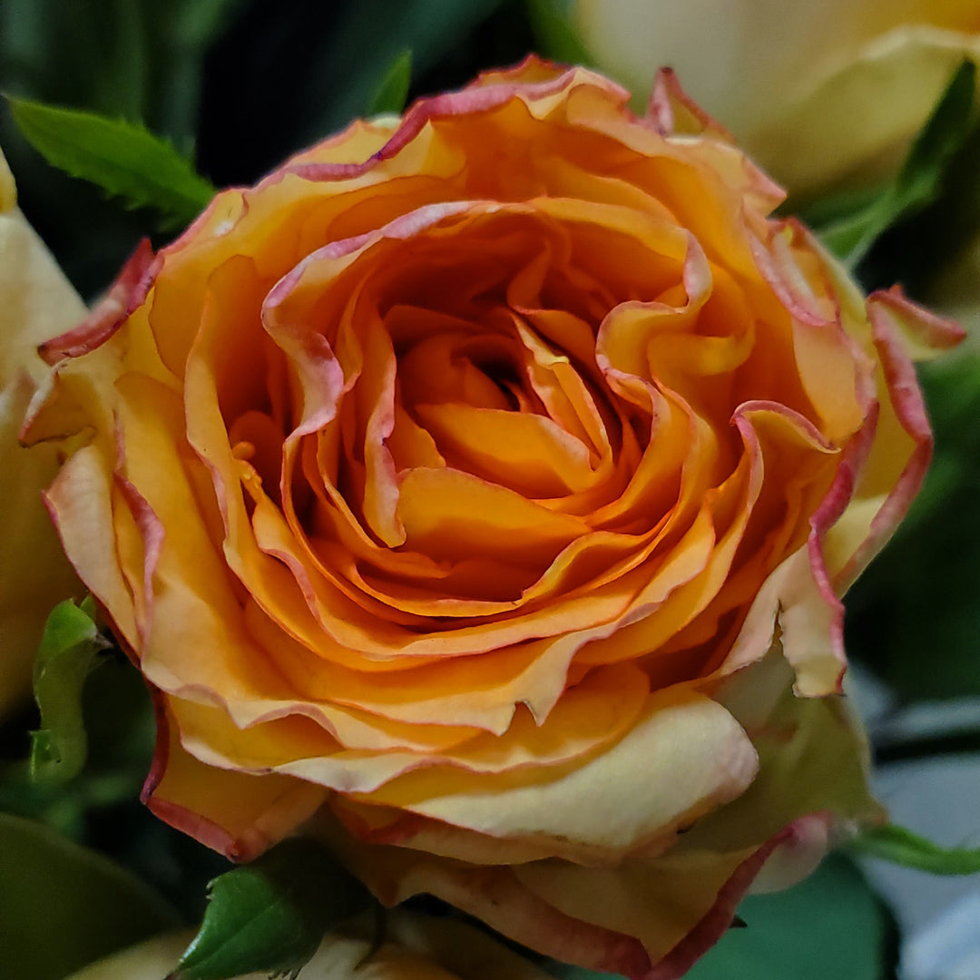 FlowerWorks Heidelberg