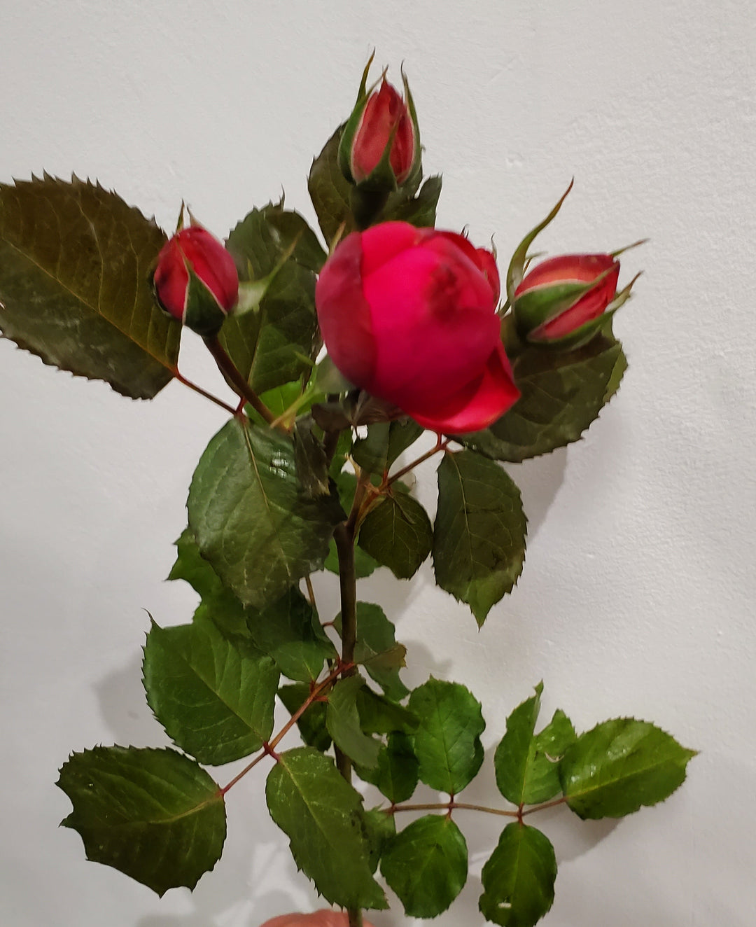 Rosen verzweigt