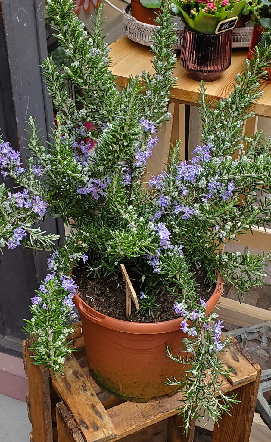 FlowerWorks Heidelberg