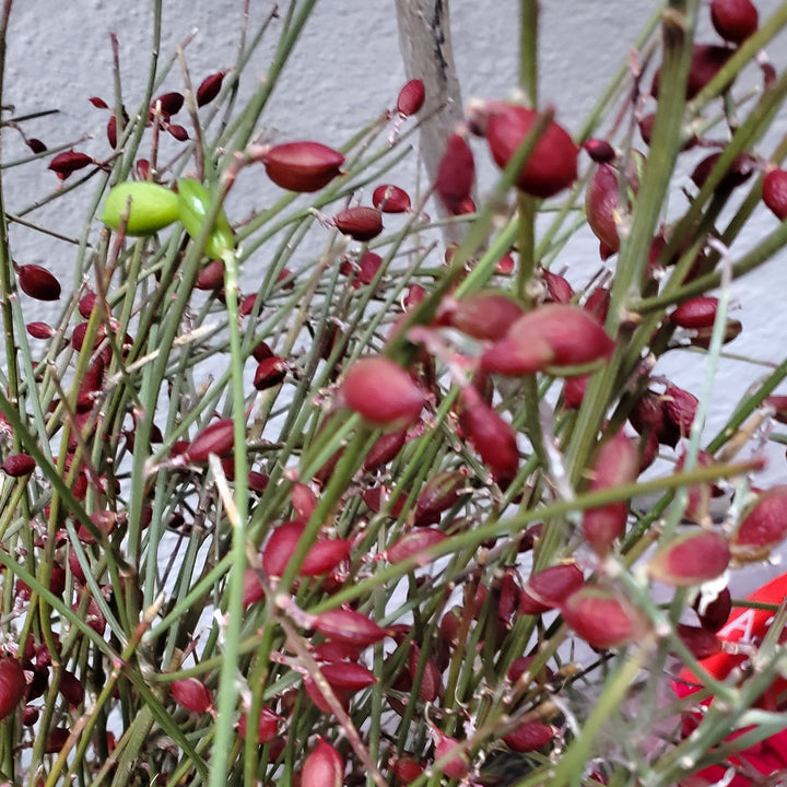 FlowerWorks Heidelberg