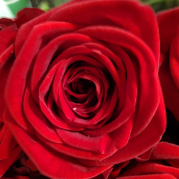 FlowerWorks Heideberg