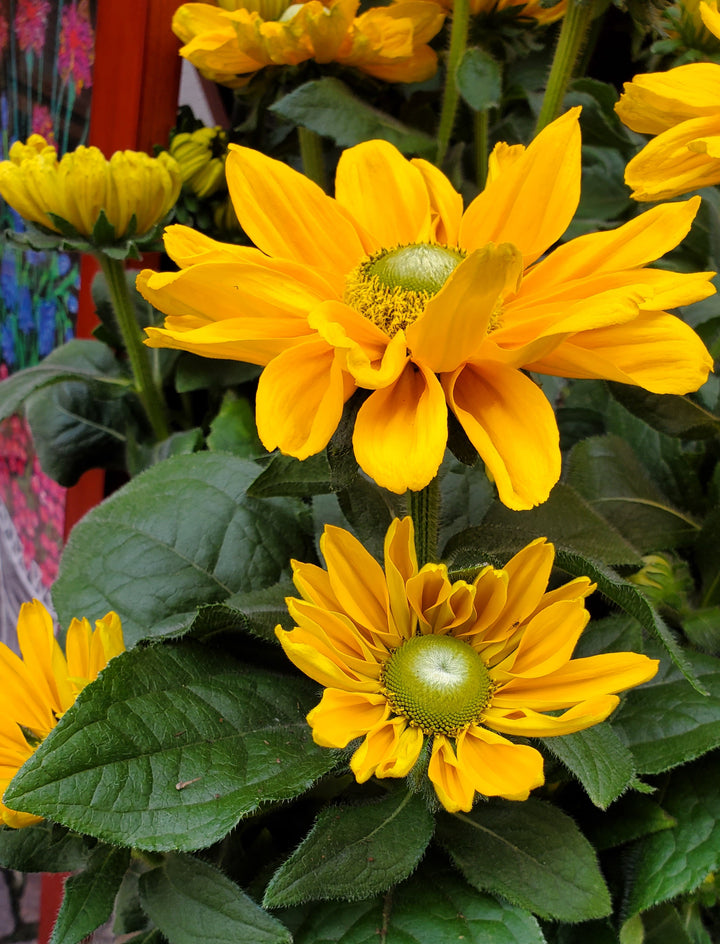 Blumenladen in Heidelberg