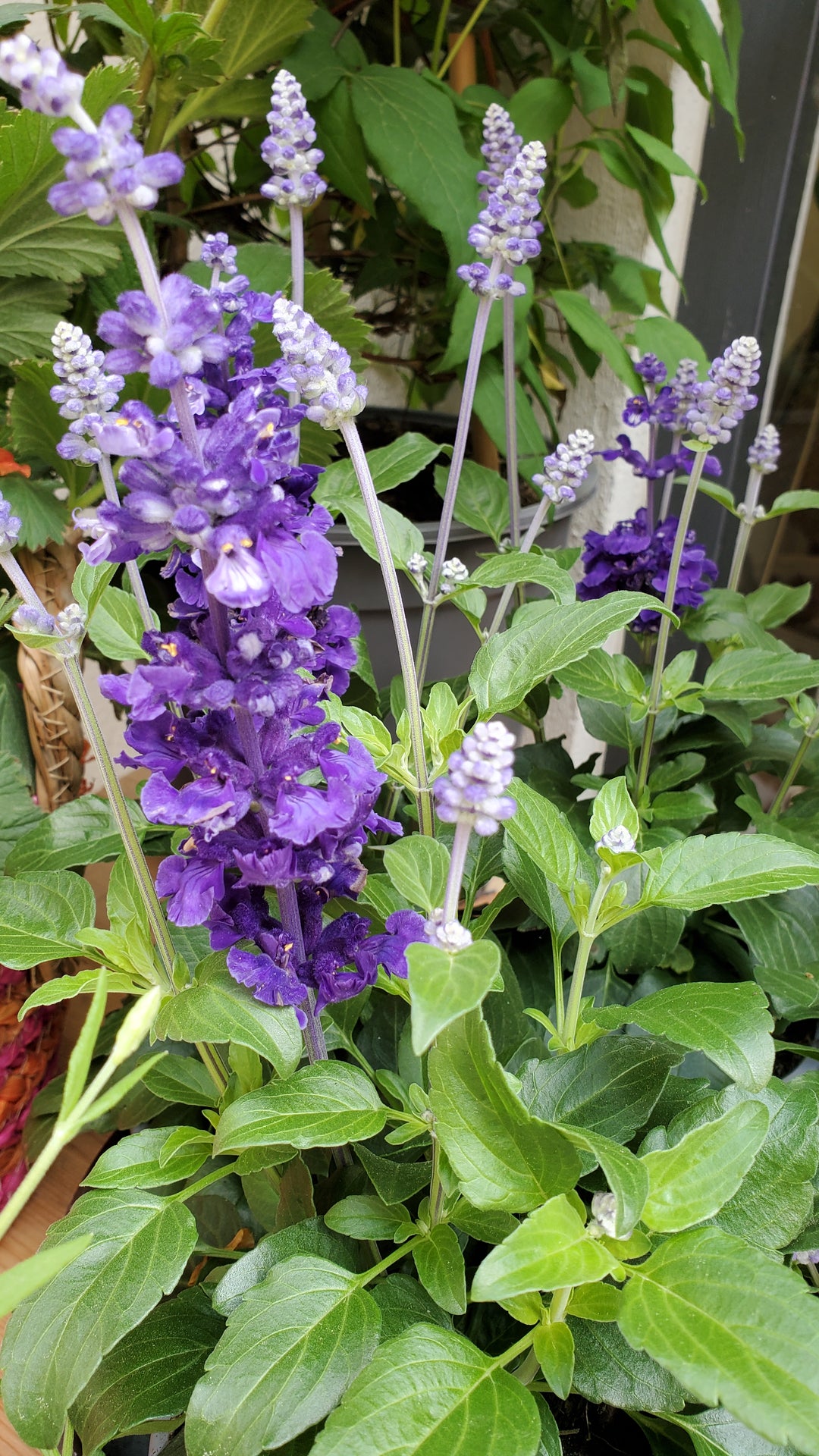 Blumen in Heidelberg