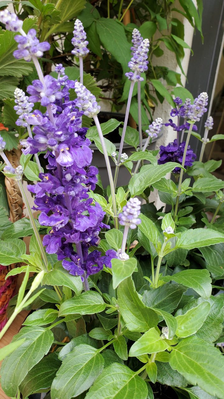 Blumen in Heidelberg