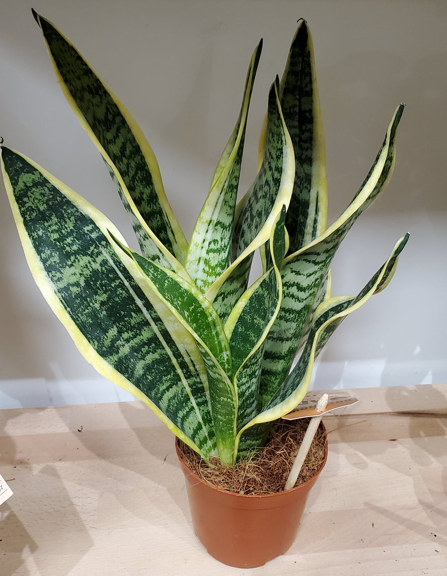 FlowerWorks Heidelberg