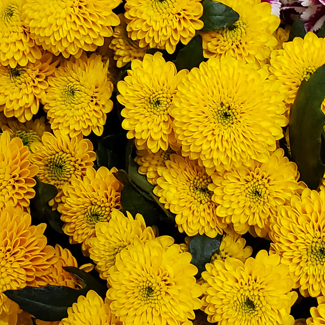 FlowerWorks Heidelberg