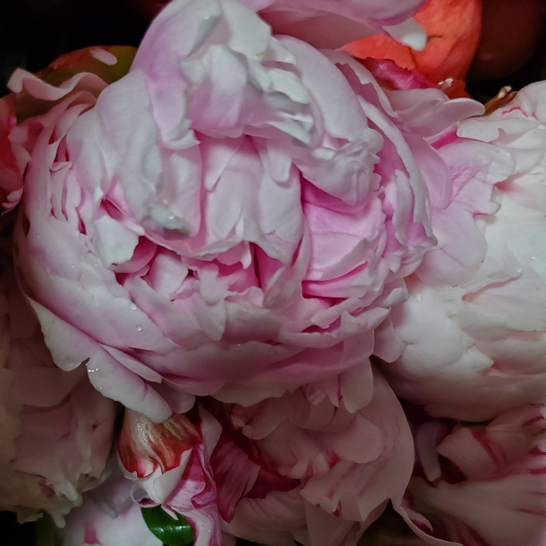 Blumen in Heidelberg
