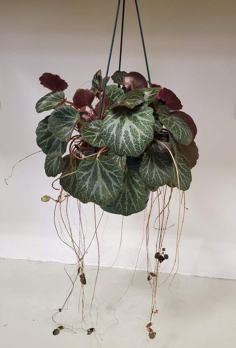 FlowerWorks Heidelebrg